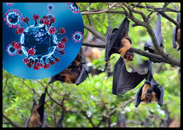 Nipah Virus Outbreak Alert After Cases Confirmed in West Bengal